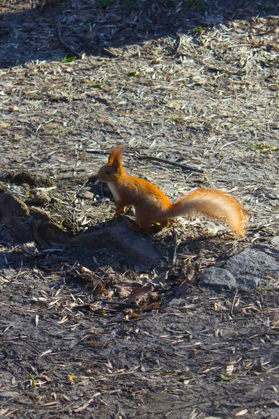 Rotes Eichhörnchen Sommerpark — Stockfoto