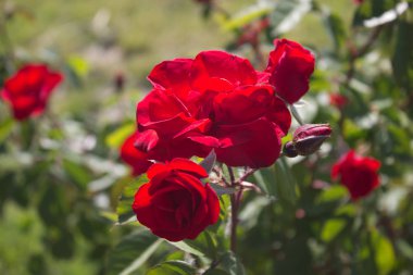 Bahçede açan kırmızı gül