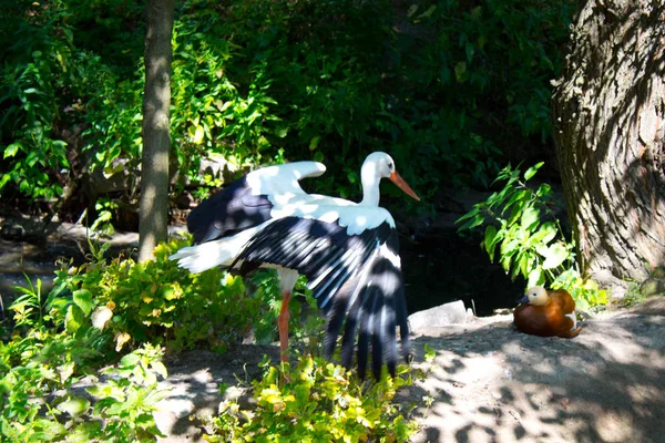 Cegonha Branca Selvagem Parque Verão — Fotografia de Stock