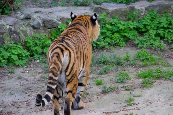 Sibirisk Tiger Gångavstånd Sommardag — Stockfoto