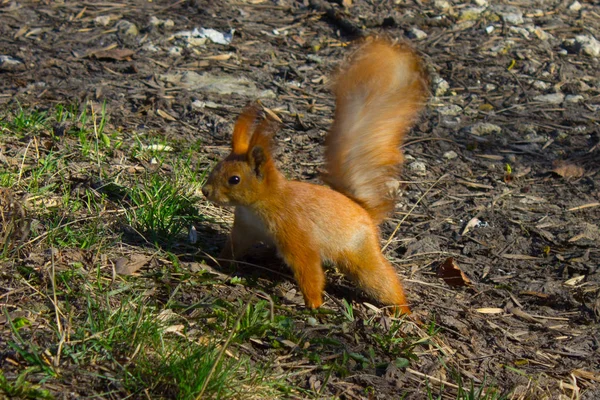 Ardilla Roja Parque Verano — Foto de Stock