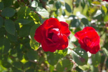 Bahçede açan kırmızı bir gülün fotoğrafı.