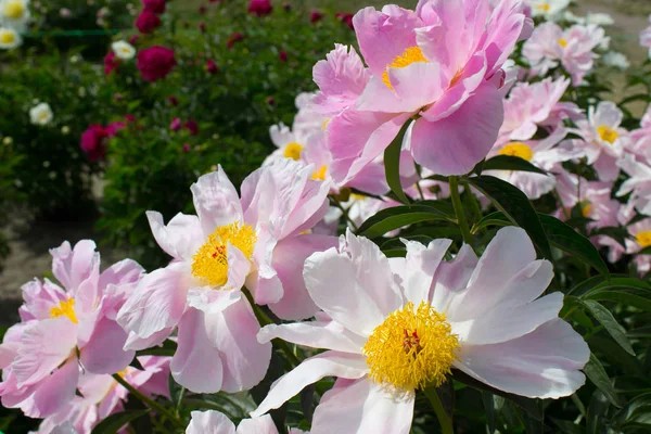粉红色的牡丹花 在花园里的照片 — 图库照片