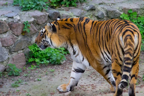 Sibirischer Tiger Läuft Einem Sommertag — Stockfoto