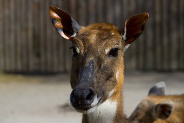 Antilop Nilgai veya açık büyük kuş kafesi mavi boğa. Portre antilop