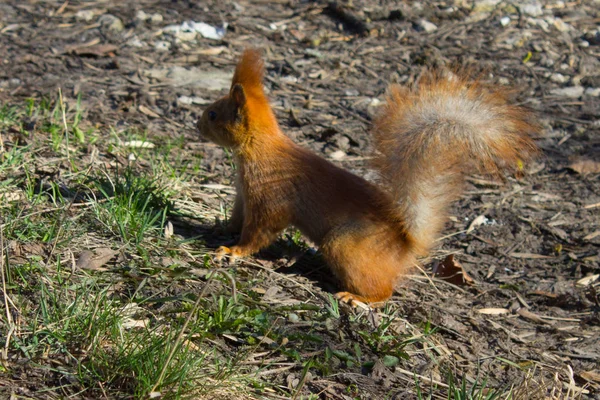 Esquilo Vermelho Parque Verão — Fotografia de Stock