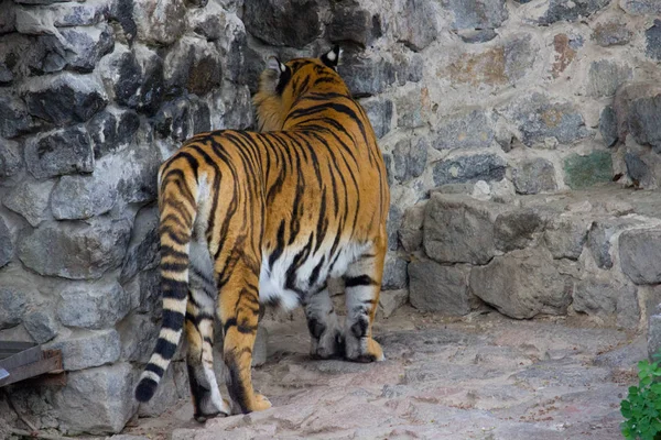 Sibirisk Tiger Gångavstånd Sommardag — Stockfoto