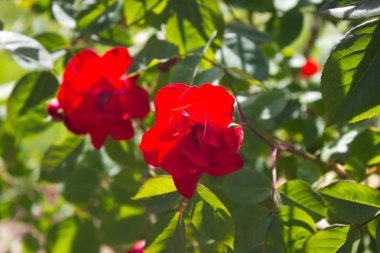 Bahçede açan kırmızı bir gülün fotoğrafı.