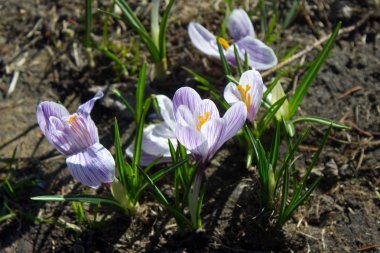 bahar, açık çiğdem bahar çiçekleri