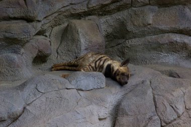 Sırtlan buzlu uyuyor. Vahşi hayvan
