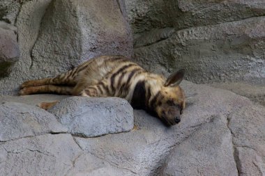 Sırtlan buzlu uyuyor. Vahşi hayvan