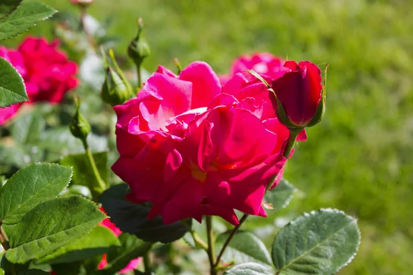 Foto Blommande Rosa Ros Trädgård — Stockfoto