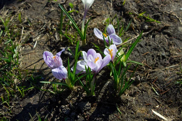 Crocus Flores Primavera Primavera Aire Libre —  Fotos de Stock