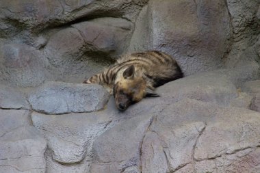 Sırtlan buzlu uyuyor. Vahşi hayvan