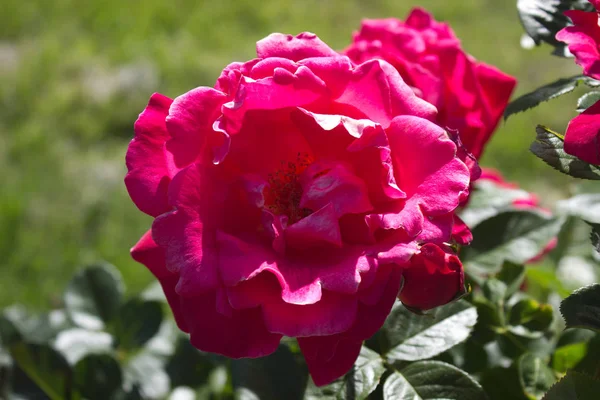 Foto Blommande Rosa Ros Trädgård — Stockfoto