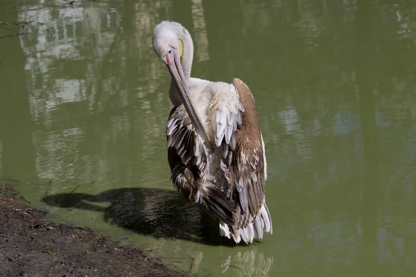 Pelican Summer Day Wild Bird — Stock Photo, Image