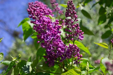 Parkta ilkbaharda güzel leylak çiçekleri açar.