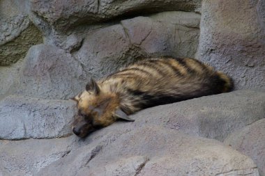 Sırtlan buzlu uyuyor. Vahşi hayvan