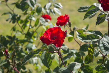 Bahçede açan kırmızı bir gülün fotoğrafı.