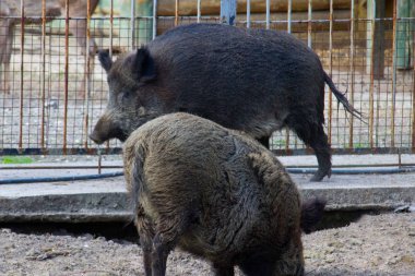Yaban domuzu, yaban domuzu olarak da bilinir.