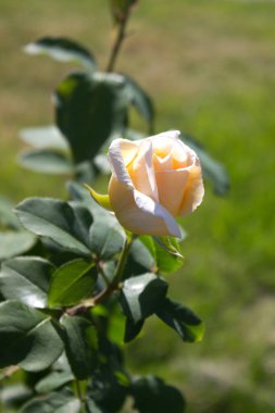 Fotoğraf bir bahçede çiçek açan bir gül