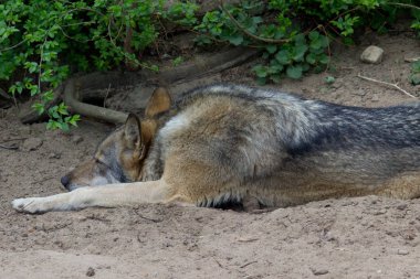 Yaz boyunca doğada dinlenen gri kurt. Vahşi hayvan.