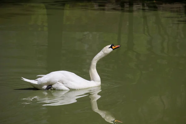 Cisne Blanco Agua — Foto de Stock