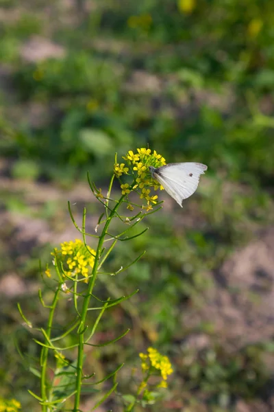 黄色い花に白い蝶オオモンシロチョウが座っています — ストック写真