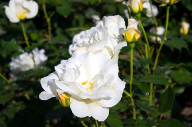 Beyaz çiçek açan bir fotoğraf bir bahçede gül