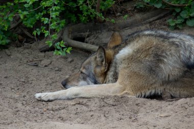 Yaz boyunca doğada dinlenen gri kurt. Vahşi hayvan.