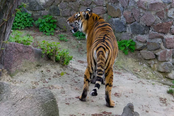 Сибирский Тигр Гуляет Летний День — стоковое фото
