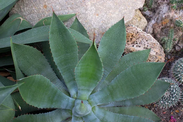 Agave Cactus Succulento Origine Messicana — Foto Stock