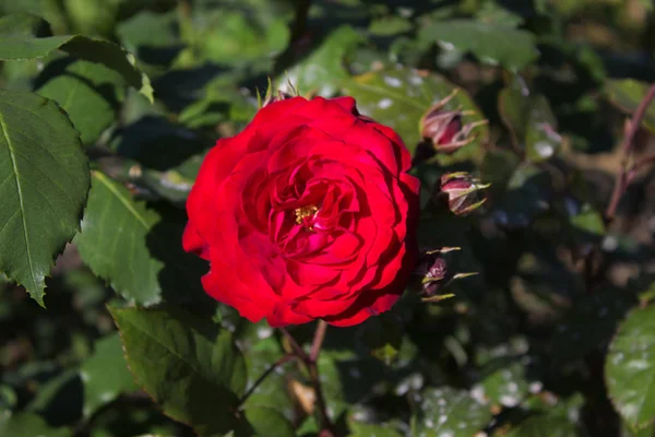 Foto Einer Blühenden Roten Rose Einem Garten — Stockfoto