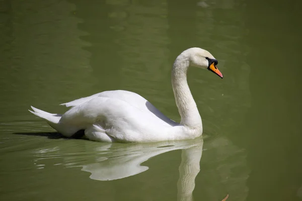 Cisne Blanco Agua — Foto de Stock