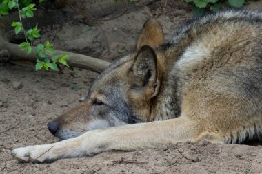 Yaz boyunca doğada dinlenen gri kurt. Vahşi hayvan.