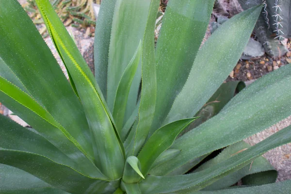 Agave Cactus Succulento Origine Messicana — Foto Stock