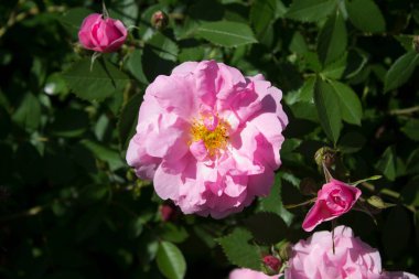 Bahçede açan pembe gül