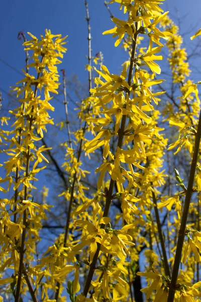 Floraison Forsythie Jaune Symbole Printemps Pâques — Photo