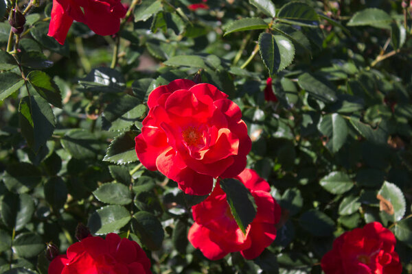 Фото цветущей красной розы в саду
