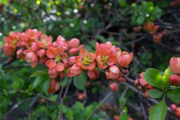 Japanska Kvitten Eller Chaenomeles Japonica Blommor Chaenomeles Japonica Våren Trädgården — Stockfoto