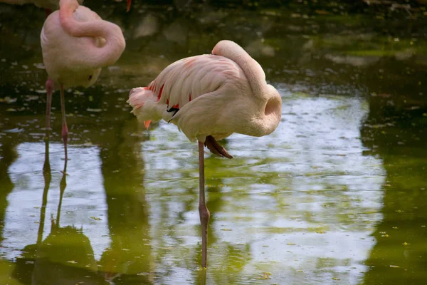 Pink Flamingo Birds Relaxing Garden Pond — Stock Photo, Image