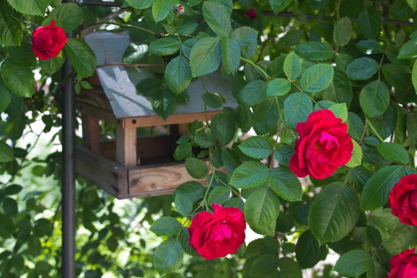 Фото Квітучої Червоної Троянди Саду — стокове фото