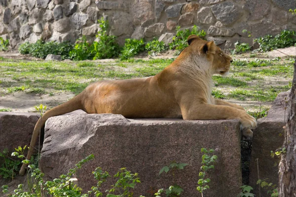 ライオン岩の上に横たわって休んでいます 野生動物 — ストック写真