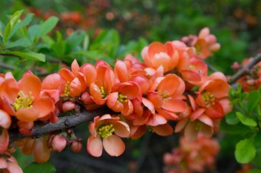 Japanese Quince or Chaenomeles japonica. Flowers of Chaenomeles japonica in the spring garden clipart