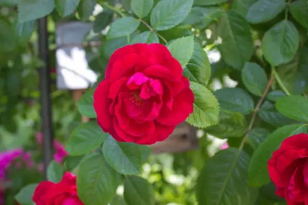 Foto Una Rosa Rossa Fiore Giardino — Foto Stock