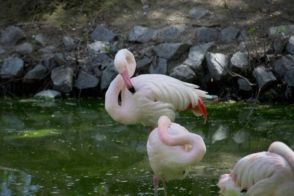 Pembe Flamingo Kuşları Bahçe Havuzunda Dinleniyor — Stok fotoğraf