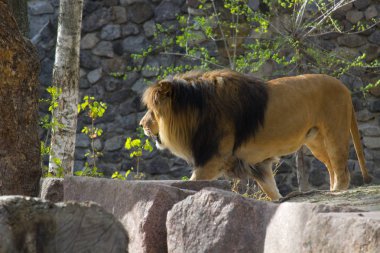 Bir yaz gününde yürüyüş aslan