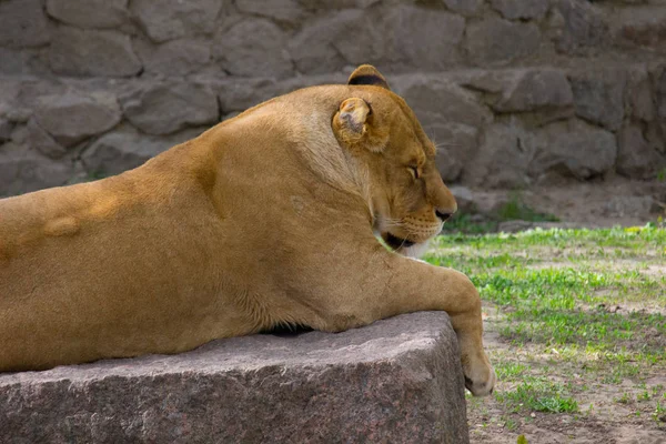 Lioness Resting Lying Rock Wild Animal — Stock Photo, Image