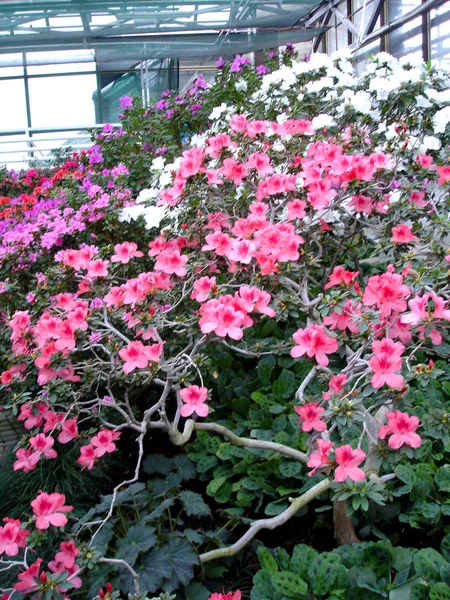 Azalea Flower Blooming Springtime Park — Stock Photo, Image