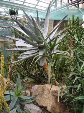 Aloe bitki ve succulents tropikal bahçe